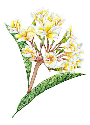 JPG 해외이미지 식물 꽃 일러스트 붓터치 수채화 손바닥 사람없음 스파 그림 하와이 번짐 목련 파라다이스 하와이인 해외202004 해외일러스트 외국인 손 미국 파일형식 효과 이미지허브