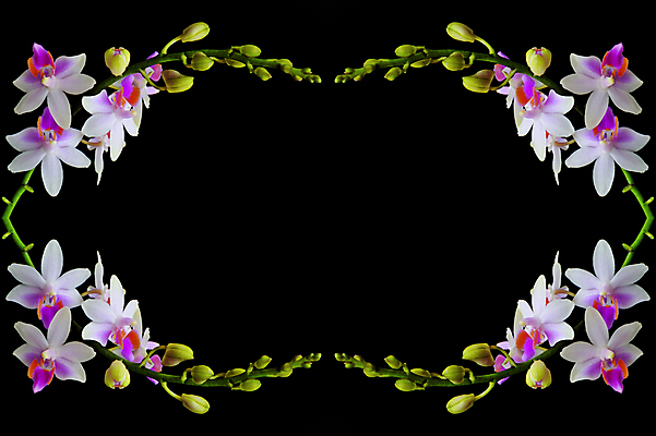 포토 JPG 해외이미지 식물 꽃잎 꽃 분홍색 꽃다발 백그라운드 꽃무늬 사람없음 장식 보라색 봄 벚꽃 흰색 나뭇가지 난초 우아함 호접란 고립 해외202004 해외포토 나무 계절 컬러 컨셉 무늬 파일형식 이미지허브