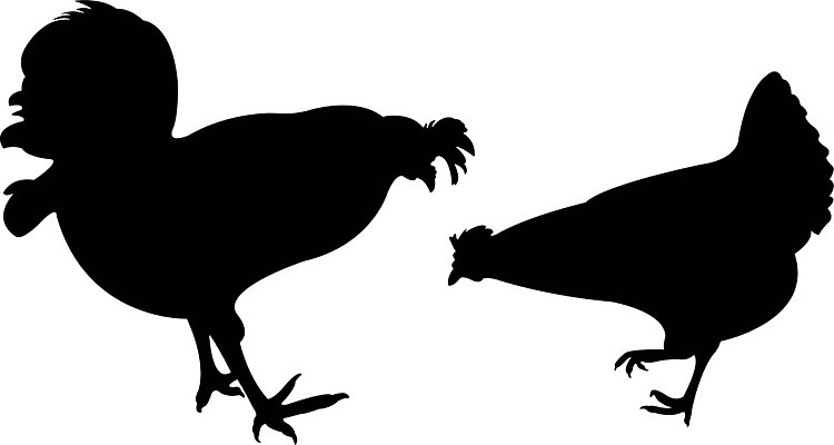 EPS 해외이미지 동물 실루엣 일러스트 조류 세트 검은색 치킨 흰색 방목 모음 수탉 무료 밭일 해외202004 해외일러스트 컬러 촬영기법 닭 축산업 수컷 닭고기요리 파일형식 벡터 이미지허브