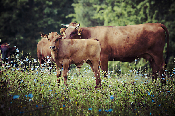 포토 JPG 해외이미지 동물 응시 음식 농업 포유류 자연 엄마 치즈 뿔 육류 스테이크 서기 사람없음 야외 초록색 농장 농경지 갈색 평화 맑음 침묵 봄 목장 운전 소고기 우유 햄버거 자녀 신생아 관찰 소 우아함 군중 호기심 황소 젖 폴란드 송아지 저지 해외202004 해외포토 시선 계절 감정 유럽 산업 새끼 컬러 컨셉 식재료 가족 모션 날씨 유제품 패스트푸드 서양음식 사람 소리 아기 생태계 파일형식 이미지허브