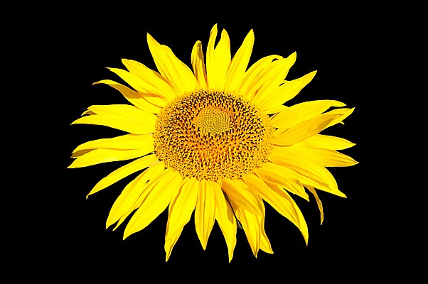 포토 JPG 해외이미지 식물 꽃잎 꽃 행복 백그라운드 꽃무늬 오렌지 자연 해바라기 따뜻함 씨앗 사람없음 빛 컬러풀 햇빛 태양 노란색 맑음 검은색 활발 에너지 벚꽃 원형 개화 황금 닫기 묘사 꽃가루 꿀 내추럴 강렬 고립 해외202004 해외포토 자연요소 도형 감정 컬러 컨셉 무늬 과일 모션 날씨 가루 생태계 파일형식 이미지허브