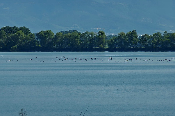 포토 JPG 해외이미지 동물 호수 갈매기 조류 오리 사람없음 물 강 떨어짐 왜가리 펠리컨 그리스 해외202004 해외포토 자연요소 유럽 컨셉 파일형식 이미지허브