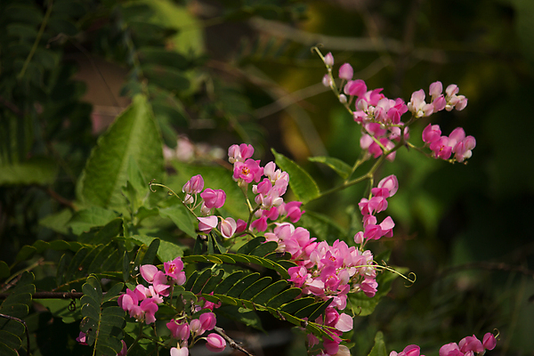 포토 JPG 해외이미지 식물 꽃 분홍색 사람없음 장식 초록색 컬러풀 흰색 산호 덩굴 포도나무 내추럴 해외202004 해외포토 컬러 자포동물 과일나무 파일형식 이미지허브