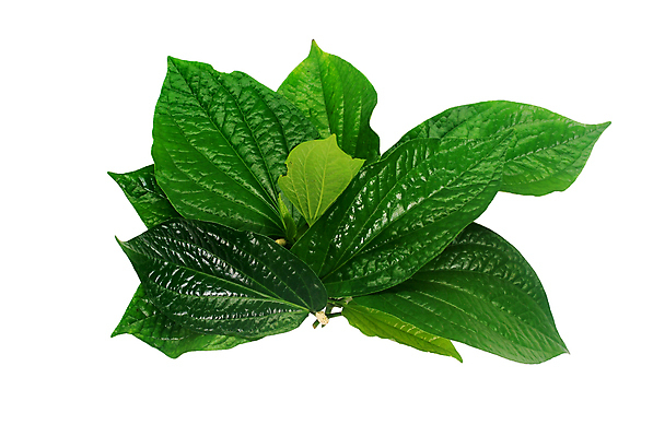 포토 JPG 해외이미지 식물 꽃 잎 농업 자연 건강 사람없음 치료 초록색 여름 약 정원 스파 신선 허브 피부 매움 날것 내추럴 돌봄 영양분 추출 해외202004 해외포토 계절 산업 컬러 의학 모션 신체부위 맛 생태계 파일형식 이미지허브