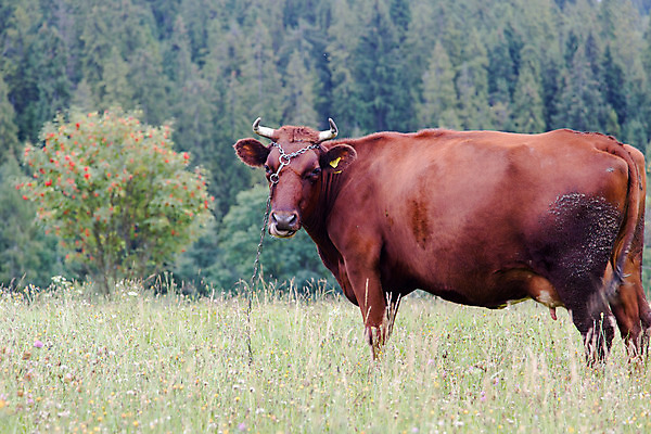 포토 JPG 해외이미지 포즈 포유류 자연 휴식 산 뿔 사람없음 농장 갈색 자유 관찰 소 숲 먹이 먹기 사인 유기농 내추럴 밭일 찰과상 생존 해외202004 해외포토 동물 웰빙 컬러 컨셉 농업 모션 상처 생태계 파일형식 이미지허브