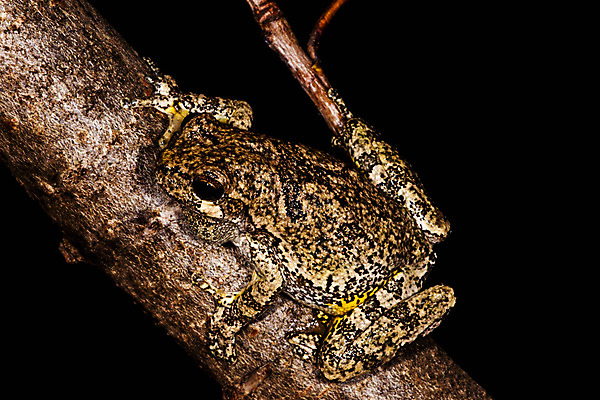 포토 JPG 해외이미지 나무 야생동물 백그라운드 자연 개구리 양서류 앉기 사람없음 반려동물 점프 검은색 회색 젖음 나뭇가지 작음 육식동물 고립 끈적임 해외202004 해외포토 식물 동물 컬러 모션 크기 생태계 파일형식 이미지허브