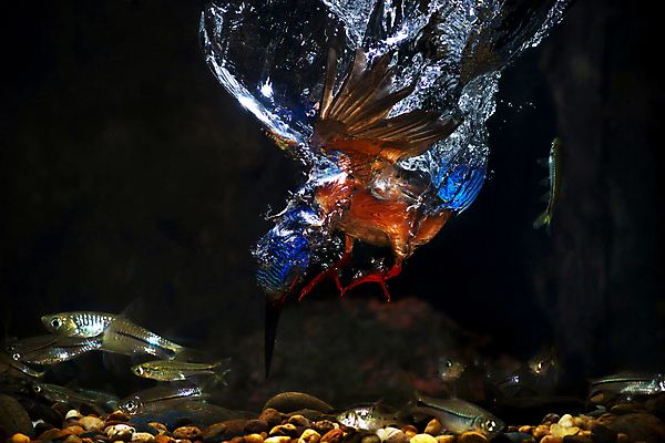 포토 JPG 해외이미지 동물 남자 아시아 야생동물 날개 태국 자연 조류 수영장 동양인 사람없음 파란색 컬러풀 관찰 황무지 숲 열대우림 손목시계 깃털 내추럴 물총새 수유 해외202004 해외포토 나라 시계 컬러 장신구 모션 사람 인종 생태계 파일형식 이미지허브