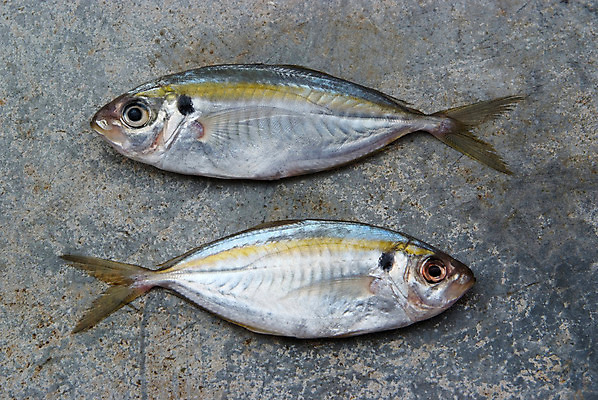 포토 JPG 해외이미지 동물 음식 바다 백그라운드 다이어트 재료 표면 낚시 건강 육류 어류 요리 사람없음 빨간색 물 강 노란색 머리 견본 주방 수중 식사 죽음 신선 은색 지중해 먹기 해산물 피부 질감 꼬리 날것 영양 어장 내추럴 고립 단백질 민물 송어 오메가 콘크리트 많음 해외202004 해외포토 자연요소 컬러 컨셉 식재료 모션 레저 신체부위 수중동물 영양소 파일형식 이미지허브