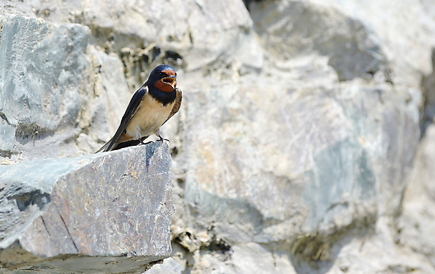 포토 JPG 해외이미지 야생동물 날개 자연 조류 하늘 사람없음 건물 여름 파란색 농장 봄 도시 오픈 둥지 싱글 제비 외양간 해외202004 해외포토 동물 건축물 계절 컬러 농업 생태계 파일형식 이미지허브