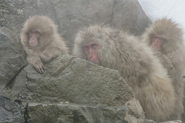 포토 JPG 해외이미지 나무 동물 공원 얼굴 야생동물 분홍색 조각 겨울 포유류 털 사람 사람없음 갈색 걷기 일본 얼음 봄 산책 추위 원숭이 표현 관찰 뜨거움 호기심 오르기 유인원 폭설 해외202004 해외포토 자연요소 식물 계절 공공시설 감정 아시아 컬러 컨셉 모션 휴식 눈_날씨 신체부위 자연재해 파일형식 이미지허브