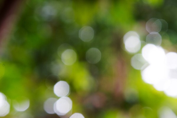 포토 JPG 해외이미지 나무 식물 계절 공원 백그라운드 잎 패턴 자연 아침 날씨 추상 풍경 사람없음 야외 초록색 여름 빛 청춘 햇빛 태양 노란색 환경 정원 맑음 봄 나뭇가지 신선 소프트포커스 숲 작음 보케 내추럴 블러 그리너리 해외202004 해외포토 주간 자연요소 공공시설 컬러 컨셉 무늬 촬영기법 크기 생태계 파일형식 트랜드컬러 이미지허브