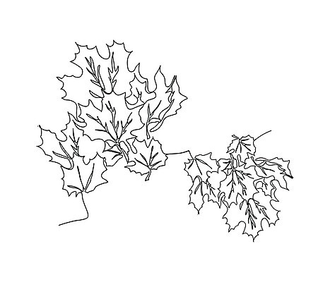 EPS 해외이미지 나무 식물 1 손 디자인 선 백그라운드 컨셉 단풍 잎 일러스트 자연 미술 그래픽 장식 유행 가을 흰색 그리기 낙서 심볼 그림 윤곽 내추럴 고립 해외202004 해외일러스트 계절 컬러 모션 문화예술 신체부위 생태계 파일형식 벡터 이미지허브