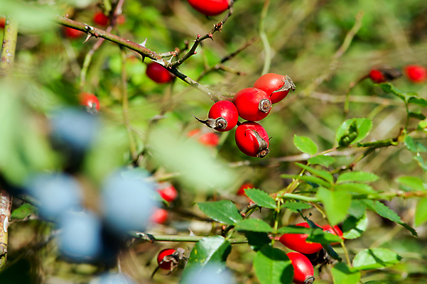 포토 JPG 해외이미지 나무 식물 열매 음식 잎 과일 자연 사람없음 야외 초록색 여름 파란색 가을 나뭇가지 가시 맛 약초 관목 유기농 내추럴 숙성 많음 해외202004 해외포토 웰빙 계절 컬러 컨셉 풀_식물 생태계 파일형식 이미지허브