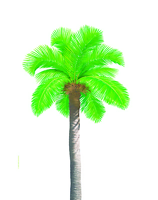 포토 JPG 해외이미지 나무 식물 아이콘 섬 잎 일러스트 태국 자연 휴식 숙이기 손바닥 그림자 경사 사람없음 초록색 야자수 햇빛 갈색 환경 나뭇가지 신선 큼 코코넛 고립 사실 해외202004 해외포토 손 아시아 컬러 포즈 컨셉 과일 태양 크기 생태계 파일형식 이미지허브