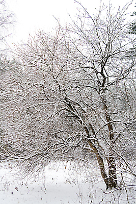 포토 JPG 해외이미지 나무 계절 공원 크리스마스 자연 날씨 휴가 풍경 사람없음 야외 냉동 얼음 침묵 회색 추위 흰색 나뭇가지 시골 숲 12월 서리 1월 2월 반투명 눈내림 해외202004 해외포토 자연요소 식물 공공시설 기념일 컬러 눈_날씨 소리 날짜 생태계 파일형식 이미지허브