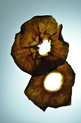 포토 JPG 해외이미지 계절 실루엣 음식 조각 백그라운드 과일 재료 건조 건강 사람없음 빨간색 초록색 빛 갈색 노란색 검은색 어둠 흰색 반지 달콤 사과 자르기 먹기 유기농 슬라이스 흙더미 고립 숙성 채식주의자 해외202004 해외포토 웰빙 컬러 장신구 모션 촬영기법 흙 맛 채식 파일형식 더미 이미지허브