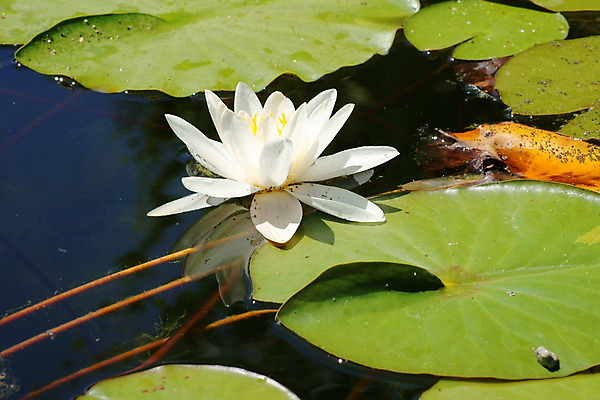 포토 JPG 해외이미지 식물 꽃 잎 자연 사람없음 물 정원 연못 오픈 수면 해외202004 해외포토 자연요소 생태계 파일형식 이미지허브