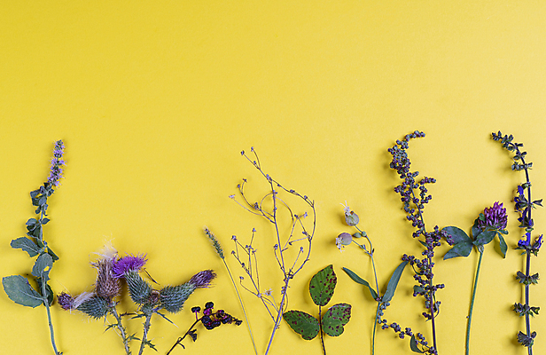 포토 JPG 해외이미지 식물 동물 계절 꽃잎 꽃 야생동물 분홍색 백그라운드 잎 꽃무늬 밭 자연 풍경 사람없음 야외 장식 빨간색 초록색 여름 파란색 컬러풀 노란색 환경 정원 보라색 봄 들꽃 벚꽃 흰색 신선 개화 숲 허브 묘사 내추럴 고립 해외202004 해외포토 컬러 무늬 농업 생태계 파일형식 이미지허브