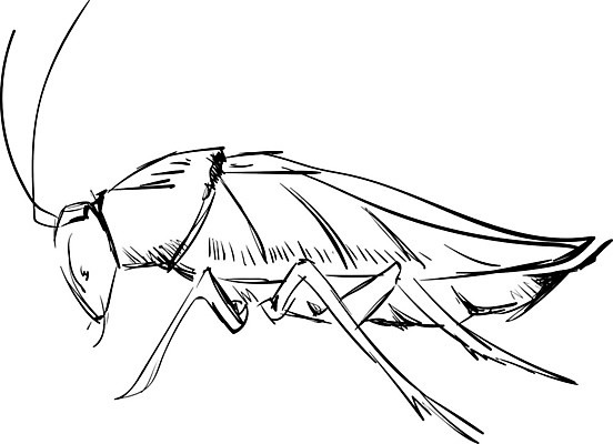 EPS 해외이미지 동물 디자인 실루엣 야생동물 나비 곤충 백그라운드 날개 일러스트 자연 생물 미술 그래픽 여름 세트 검은색 흰색 플랫 해충 벌레 잠자리 말벌 작음 만화 벌 수집 딱정벌레 심볼 사인 그림 생물학 무당벌레 거미 개미 메뚜기 고립 모기 엘리먼트 해외202004 해외일러스트 계절 교육 컬러 문화예술 촬영기법 벌_곤충 크기 생태계 파일형식 벡터 이미지허브