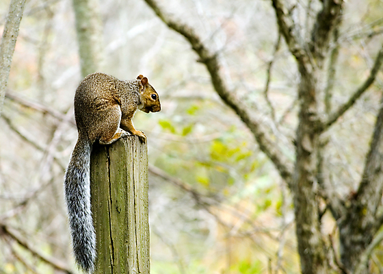 포토 JPG 해외이미지 동물 공원 야생동물 음식 포유류 발 자연 생물 털 사람없음 야외 회색 견과류 설치류 숲 모피 꼬리 다람쥐 솜털 내추럴 동물상 해외202004 해외포토 공공시설 컬러 신체부위 조형물 생태계 파일형식 이미지허브