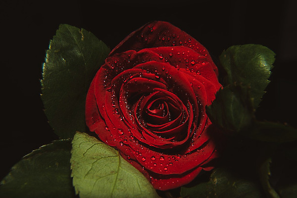 포토 JPG 해외이미지 식물 기념일 꽃잎 꽃 꽃다발 백그라운드 꽃무늬 자연 결혼식 발렌타인데이 선물 사랑 사람없음 장식 빨간색 장미 머리 정원 검은색 어둠 벚꽃 흰색 축하 신선 개화 의식 닫기 다발 싱글 질감 슛 열정 고립 해외202004 해외포토 감정 컬러 결혼 컨셉 무늬 모션 데이이벤트 이벤트 신체부위 생태계 파일형식 이미지허브