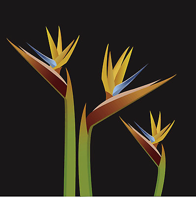 EPS 해외이미지 식물 꽃 섬 백그라운드 잎 꽃무늬 패턴 오렌지 일러스트 자연 조류 추상 종류 서기 초록색 파란색 노란색 머리 벚꽃 비교 군중 큼 싱글 하와이 포도나무 개성 멸종 천국 멀티 파라다이스 해외202004 해외일러스트 동물 컬러 컨셉 무늬 과일 모션 사람 신체부위 미국 크기 과일나무 생태계 파일형식 벡터 이미지허브