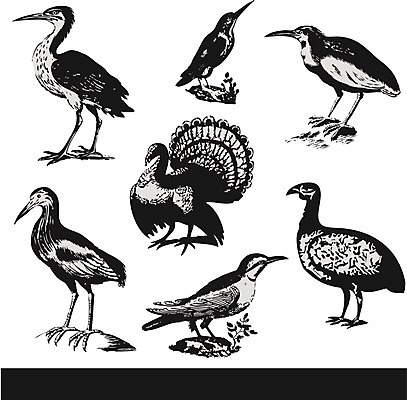 EPS 해외이미지 동물 교육 야생동물 바다 날개 일러스트 자연 갈매기 조류 오리 동물원 세트 계란 수확 나뭇가지 아기 화려 숲 수집 왜가리 그림 에코 생태계 비둘기 복고 앵무새 참새 부엉이 판화 까마귀 내추럴 그런지 동물상 물총새 이국적 해외202004 해외일러스트 나무 컨셉 농업 미술 사람 조형물 환경 알 파일형식 벡터 이미지허브