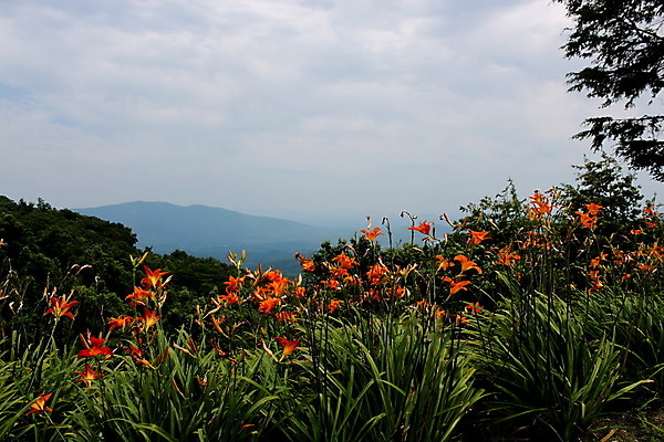 포토 JPG 해외이미지 나무 공원 꽃 자연 산 국립공원 풍경 사람없음 초록색 여름 봄 안개 황무지 연기 전국 해외202004 해외포토 식물 계절 공공시설 컬러 날씨 생태계 파일형식 이미지허브