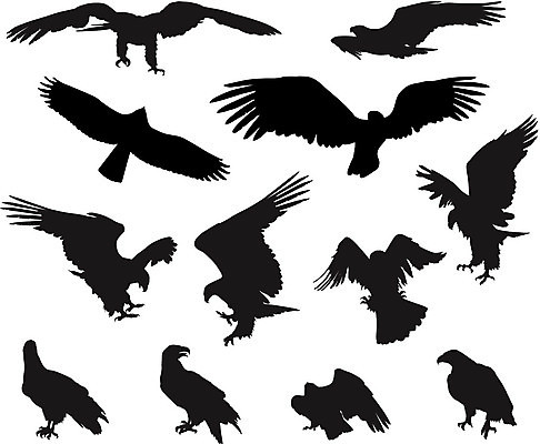 EPS 해외이미지 동물 디자인 실루엣 야생동물 백그라운드 날개 일러스트 자연 조류 추상 검은색 힘 자유 흰색 비행 황무지 문신 심볼 깃털 사인 사냥 클립 부리 근육질 윤곽 독수리 대머리 부족 고립 숭배 엘리먼트 집게발 착륙 해외202004 해외일러스트 헤어스타일 컬러 컨셉 무늬 근육 촬영기법 몸매 생태계 파일형식 벡터 이미지허브