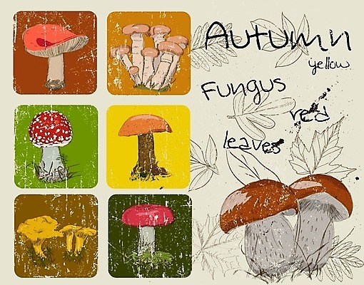 EPS 해외이미지 식물 포스터 백그라운드 잎 꽃무늬 패턴 일러스트 자연 벽지 잉크 그래픽 장식 책 빨간색 노란색 버섯 페인트 수확 덮개 가을 직물 신용카드 화려 그리기 숲 유기농 질감 복고 고립 곰팡이 그물버섯 해외202004 해외일러스트 웰빙 계절 꽃 컬러 컨셉 무늬 농업 모션 금융 뚜껑 생태계 파일형식 벡터 이미지허브