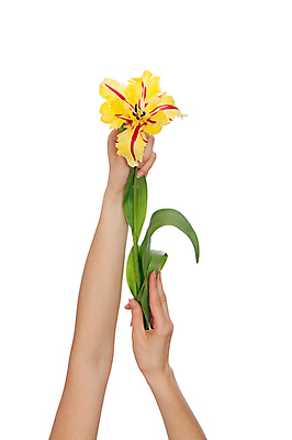 포토 JPG 해외이미지 식물 1 손 여자 꽃잎 꽃 꽃무늬 손가락 가족 자연 부활절 사랑 사람 사람없음 빨간색 초록색 노란색 봄 튤립 흰색 잡기 개화 배열 눈물 싱글 내추럴 고립 미신 해외202004 해외포토 계절 기념일 감정 컬러 무늬 관계 모션 신체부위 생태계 파일형식 이미지허브