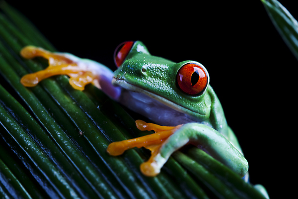 포토 JPG 해외이미지 한마리 야생동물 잎 검은배경 실내 양서류 사람없음 청개구리 해외202004 해외포토 식물 동물 1 백그라운드 개구리 내부 검은색 파일형식 이미지허브