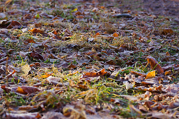 포토 JPG 해외이미지 나무 계절 공원 백그라운드 잎 겨울 패턴 자연 벽지 표면 추상 건조 그림자 풍경 사람없음 야외 목재 장식 빨간색 빛 갈색 노란색 쌓기 환경 보라색 산책 안개 가을 그룹 숲 그늘 11월 질감 주말 정맥 10월 내추럴 땅바닥 해외202004 해외포토 식물 공공시설 컬러 무늬 재료 모션 날씨 휴식 바닥 날짜 생태계 혈관 파일형식 이미지허브