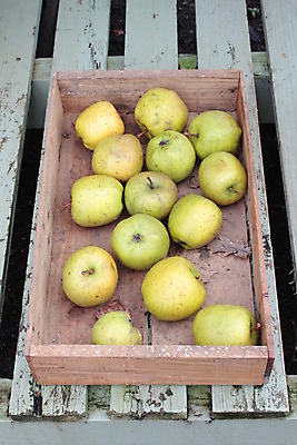 포토 JPG 해외이미지 나무 음식 과일 사람없음 사과 건강식 해외202004 해외포토 식물 파일형식 이미지허브