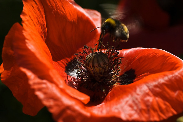 포토 JPG 해외이미지 꽃 밭 농업 옥수수 사람없음 장식 빨간색 초록색 빛 햇빛 태양 개화 낟알 양귀비 해외202004 해외포토 자연요소 식물 산업 컬러 곡류 파일형식 이미지허브