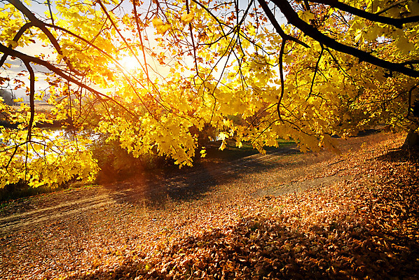 포토 JPG 해외이미지 주간 단풍 낙엽 자연 사람없음 야외 햇빛 가을풍경 가을 숲 우크라이나 해외202004 해외포토 자연요소 계절 유럽 잎 풍경 태양 생태계 파일형식 가을_계절 이미지허브