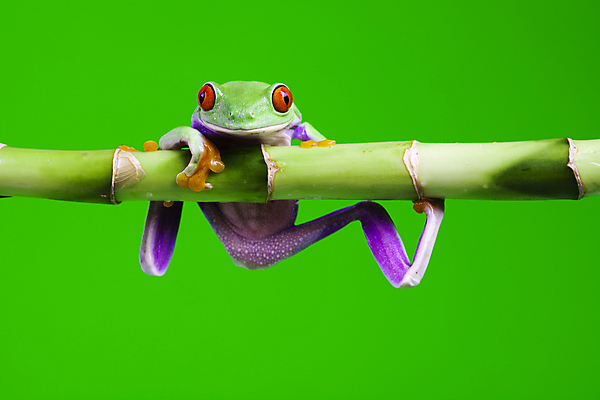 포토 JPG 해외이미지 한마리 야생동물 실내 매달리기 양서류 사람없음 청개구리 잎줄기 초록배경 해외202004 해외포토 동물 1 줄기 백그라운드 모션 개구리 내부 초록색 파일형식 이미지허브