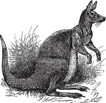 EPS 해외이미지 동물 야생동물 일러스트 포유류 자연 생물 털 미술 야외 검은색 수확 골동품 흰색 황무지 호주 숲 큼 그림 꼬리 귀 캥거루 판화 노려봄 내추럴 경보 옛날 초식 해외202004 해외일러스트 컬러 농업 문화예술 표정 신체부위 오세아니아 크기 생태계 파일형식 벡터 이미지허브