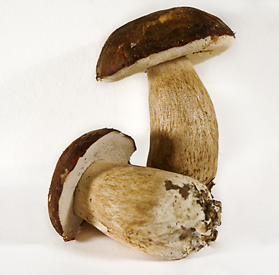 포토 JPG 해외이미지 계절 음식 도마 사람없음 바구니 버섯 가을 칼 숲 해외202004 해외포토 주방용품 파일형식 이미지허브