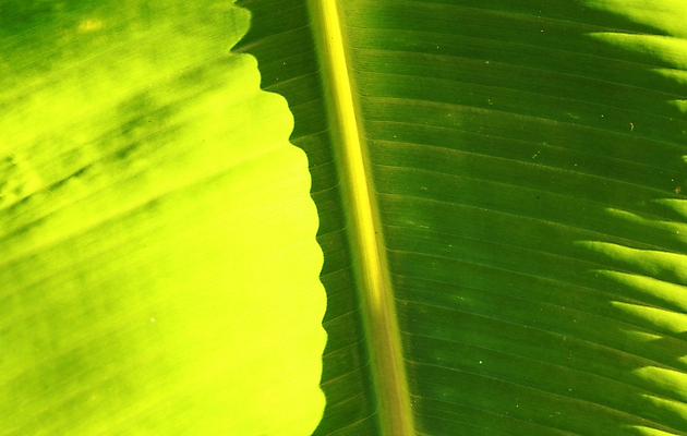 포토 JPG 해외이미지 나무 식물 계절 잎 패턴 농업 자연 세포 건강 사람없음 초록색 정원 봄 활발 성장 가을 나뭇가지 신선 숲 이슬 허브 순수 묘사 에코 유기농 생태계 질감 생물학 정맥 내추럴 생태학 그리너리 해외202004 해외포토 웰빙 교육 산업 컬러 컨셉 무늬 환경 혈관 파일형식 트랜드컬러 이미지허브