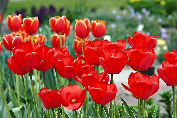 포토 JPG 해외이미지 식물 꽃잎 꽃 자연 추상 사람없음 장식 정원 봄 튤립 벚꽃 개화 원예 매듭 앵무새 세련 해외202004 해외포토 계절 무늬 조류 취미 생태계 파일형식 이미지허브