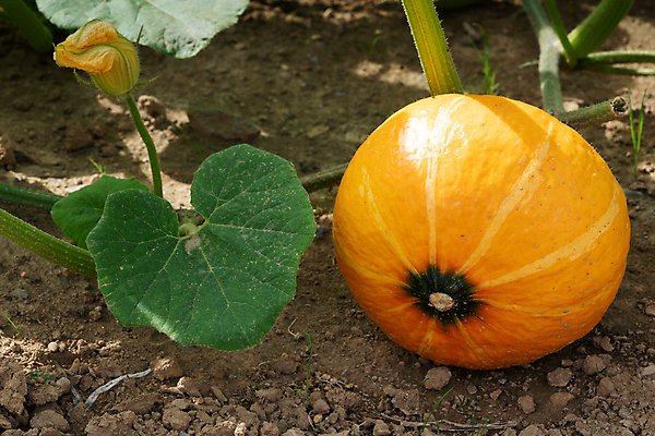 포토 JPG 해외이미지 식물 계절 음식 밭 농업 채소 과일 자연 호박 사람없음 야외 농작물 농장 정원 수확 성장 가을 침대 닫기 원예 건강식 내추럴 밭일 슈퍼푸드 해외202004 해외포토 산업 가구 모션 취미 생태계 건강식품 파일형식 이미지허브