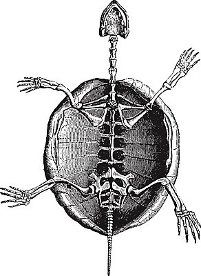 EPS 해외이미지 동물 일러스트 해부 파충류 조류 골격 미술 검은색 수확 골동품 껍질 흰색 역사 거북이 그림 판화 바비큐립 동물상 옛날 해골모형 해외202004 해외일러스트 컬러 농업 의학 문화예술 조형물 모형 바비큐 파일형식 벡터 이미지허브