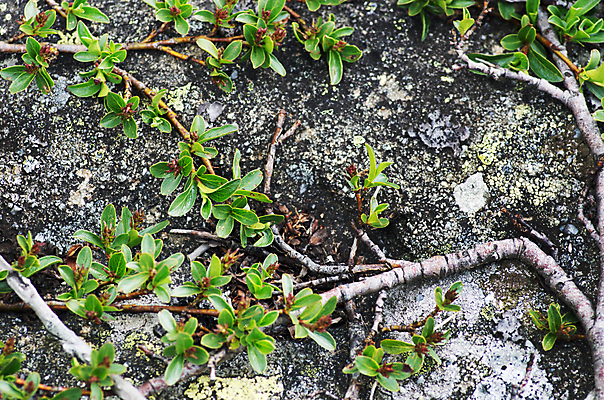 포토 JPG 해외이미지 식물 라이프스타일 꽃 여행 백그라운드 자연 휴가 산 건강 경사 사람없음 초록색 여름 보라색 산책 트래킹 하이킹 벚꽃 신선 개화 자주색 진달래 관목 진홍색 우크라이나 해외202004 해외포토 나무 계절 유럽 컬러 레저 휴식 생활 빨간색 생태계 파일형식 이미지허브