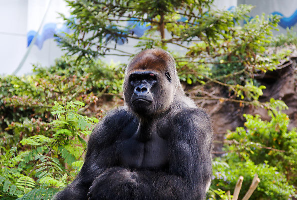 포토 JPG 해외이미지 동물 남자 야생동물 포유류 아프리카 자연 털 동물원 성인 사람없음 초록색 검은색 힘 원숭이 숲 큼 사파리 힘찬 해외202004 해외포토 나라 컬러 컨셉 사람 크기 생태계 파일형식 이미지허브