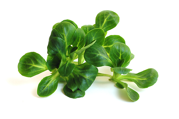 포토 JPG 해외이미지 식물 라이프스타일 음식 백그라운드 잎 농업 다이어트 채소 재료 건강 옥수수 요리 사람없음 초록색 식사 활발 샐러드 흰색 신선 그룹 상추 다발 먹기 허브 에코 유기농 양배추 시금치 S 양고기 내추럴 고립 바이오 채식주의자 해외202004 해외포토 웰빙 알파벳 산업 컬러 컨셉 모션 곡류 육류 생활 환경 채식 파일형식 이미지허브