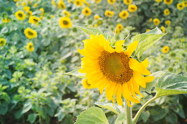 포토 JPG 해외이미지 식물 꽃잎 꽃 잎 농업 오렌지 자연 씨앗 사람없음 초록색 농작물 컬러풀 햇빛 노란색 정원 맑음 봄 활발 성장 벚꽃 시골 원형 개화 유기농 꽃가루 해외202004 해외포토 도형 웰빙 계절 산업 컬러 컨셉 과일 날씨 태양 가루 생태계 파일형식 이미지허브