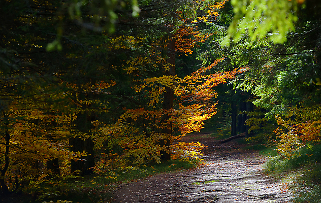 포토 JPG 해외이미지 나무 계절 공원 길 백그라운드 자국 자연 요정 이야기 풍경 사람없음 야외 목재 초록색 여름 갈색 어둠 가을 시골 저녁 숲 신비 가득함 그림 공상 마법 방법 숨기 스타일 현실 해외202004 해외포토 식물 공공시설 컬러 컨셉 재료 모션 야간 생태계 파일형식 이미지허브