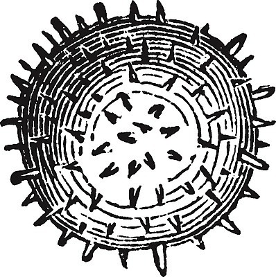 EPS 해외이미지 식물 꽃 선 줄기 일러스트 미술 검은색 수확 흰색 수분 그림 꽃가루 판화 아욱 히비스커스 해외202004 해외일러스트 컬러 농업 문화예술 가루 파일형식 벡터 이미지허브