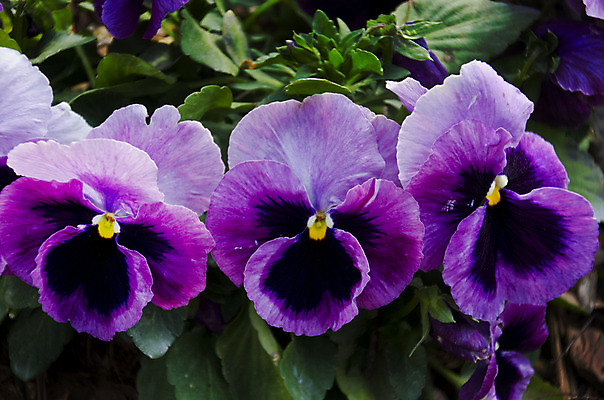 포토 JPG 해외이미지 식물 꽃 백그라운드 잎 꽃무늬 자연 사람없음 초록색 노란색 정원 보라색 성장 흰색 개화 닫기 제비꽃 묘사 원예 내추럴 강렬 비올라 많음 해외202004 해외포토 컬러 컨셉 무늬 모션 취미 생태계 파일형식 찰현악기 이미지허브